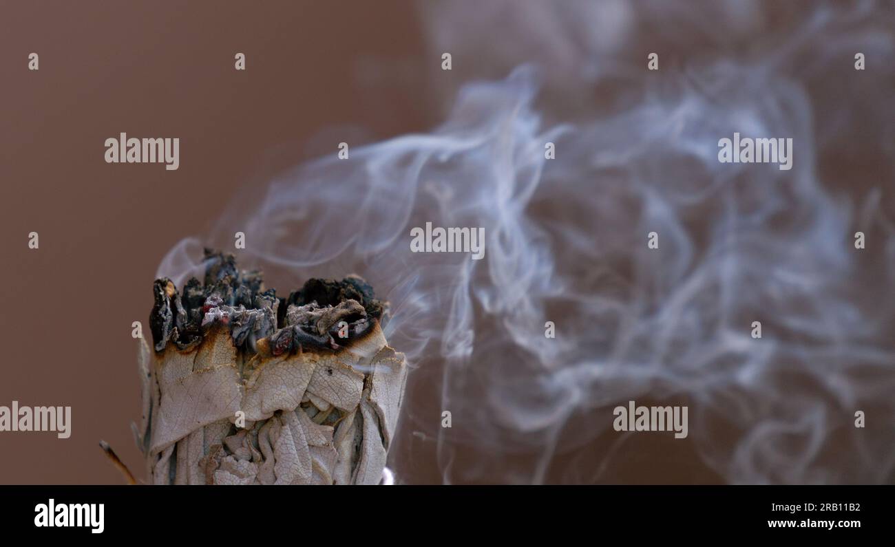 gros plan d'un encens Banque D'Images