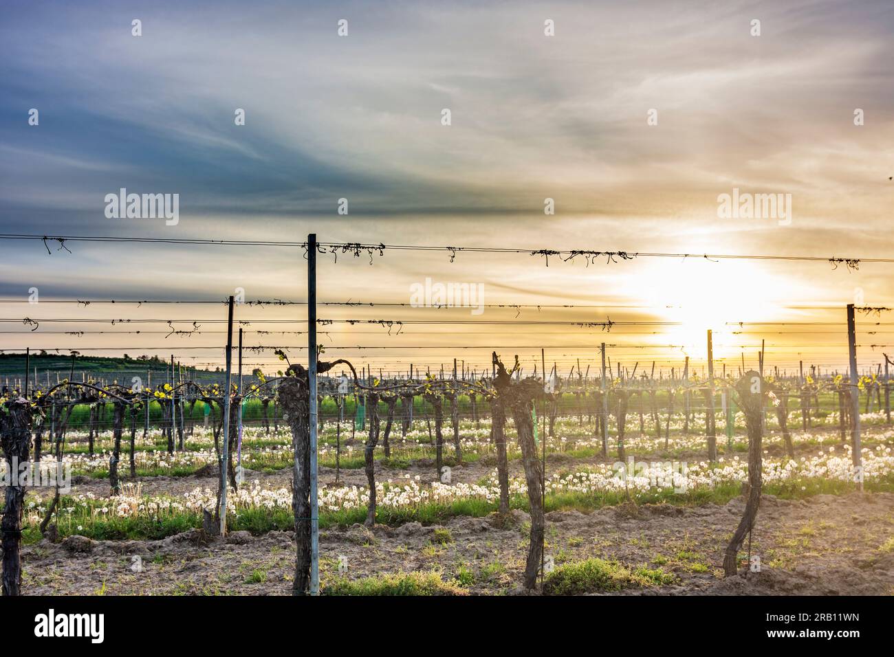 Langenlois, vignoble, tête de pissenlit composée de nombreux petits fleurons, coucher de soleil à Waldviertel, Basse-Autriche, Autriche Banque D'Images