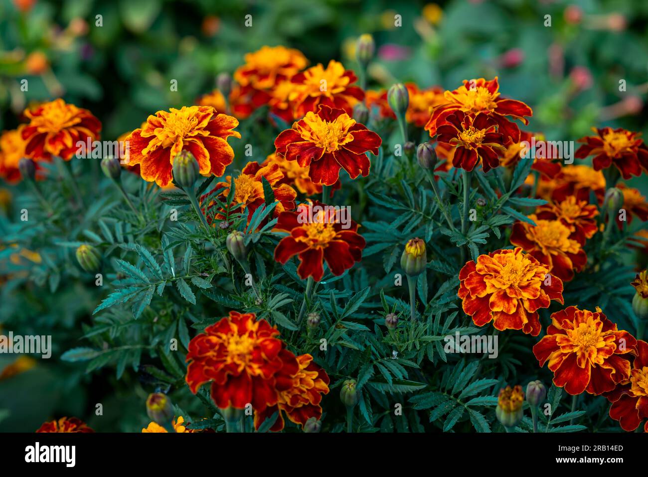 Fleurs de marigold orange français ou tagetes patula en fleurs dans le jardin. Mise au point sélective. Banque D'Images