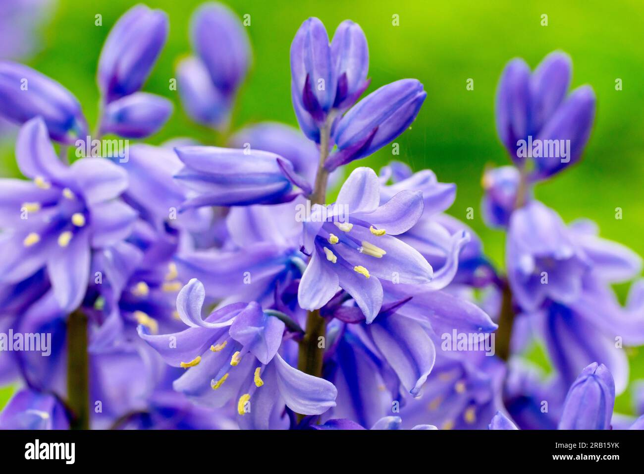 Bluebell ou jacinthe sauvage (jacinthoides non-scripta ou endymion non-scriptus), gros plan montrant les fleurs commençant à apparaître au printemps. Banque D'Images