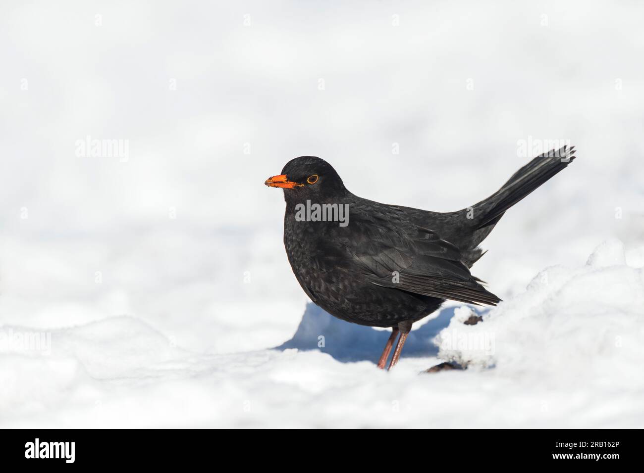Oiseau noir commun mâle, Turdus merula, aux pays-Bas. Debout dans la neige. Banque D'Images