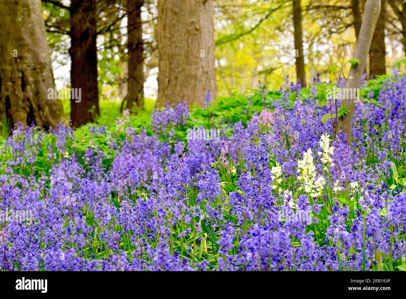 Bluebell ou Hyacinthe sauvage (jacinthoides non-scripta ou endymion non-scriptus), gros plan montrant les fleurs recouvrant le sol d'une forêt ouverte. Banque D'Images