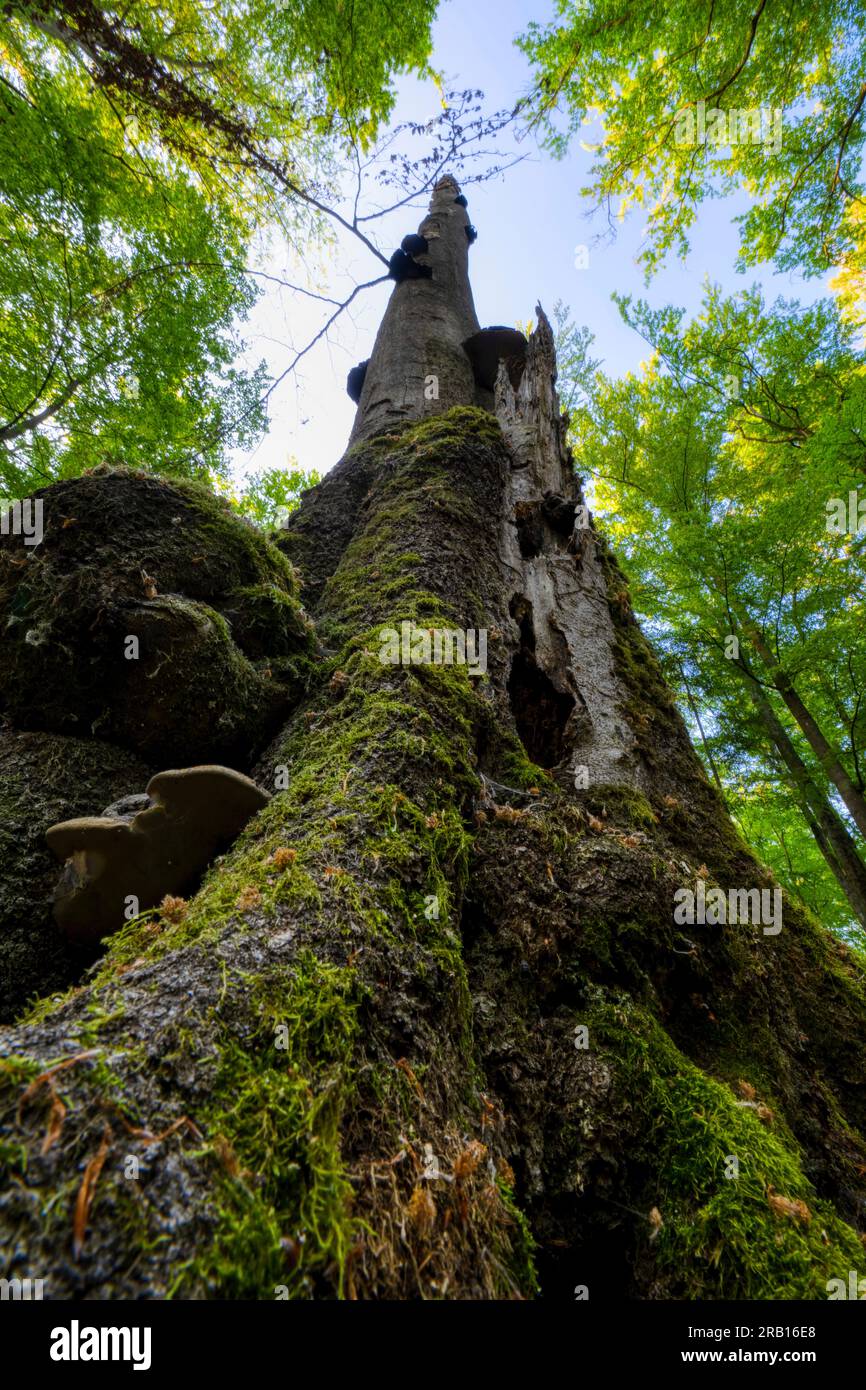 Perspective de grenouille d'un tronc d'arbre mort, forêt de hêtres et vieux bois à Wotansborn dans le parc naturel de Steigerwald, Rauhenebrach, comté de Haßberge, Basse-Franconie, Bavière, Allemagne, Europe Banque D'Images