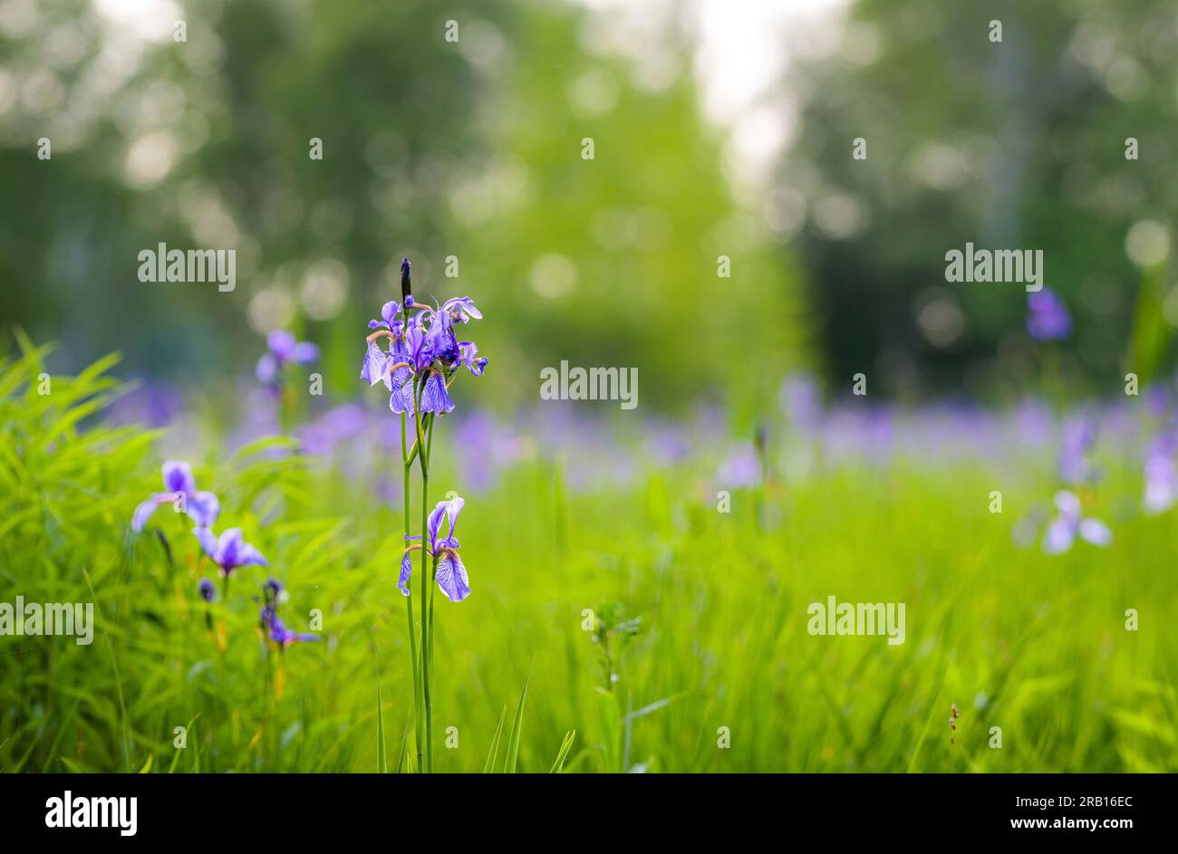 Iris sibérien, iris des prairies, Iris sibirica, réserve naturelle Riedholz et Grettstädter Wiesen près de Schwebheim, Basse-Franconie, Bavière, Allemagne, Europe Banque D'Images