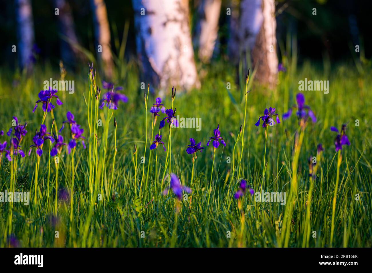 Iris sibérien, iris des prairies, Iris sibirica, réserve naturelle Riedholz et Grettstädter Wiesen près de Schwebheim, Basse-Franconie, Bavière, Allemagne, Europe Banque D'Images