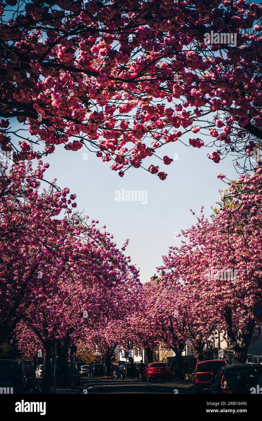 Belle rue avec des cerisiers fleuris, Prunus serrulata, la canopée de fleurs roses forme un cœur. Hesse, Allemagne Banque D'Images