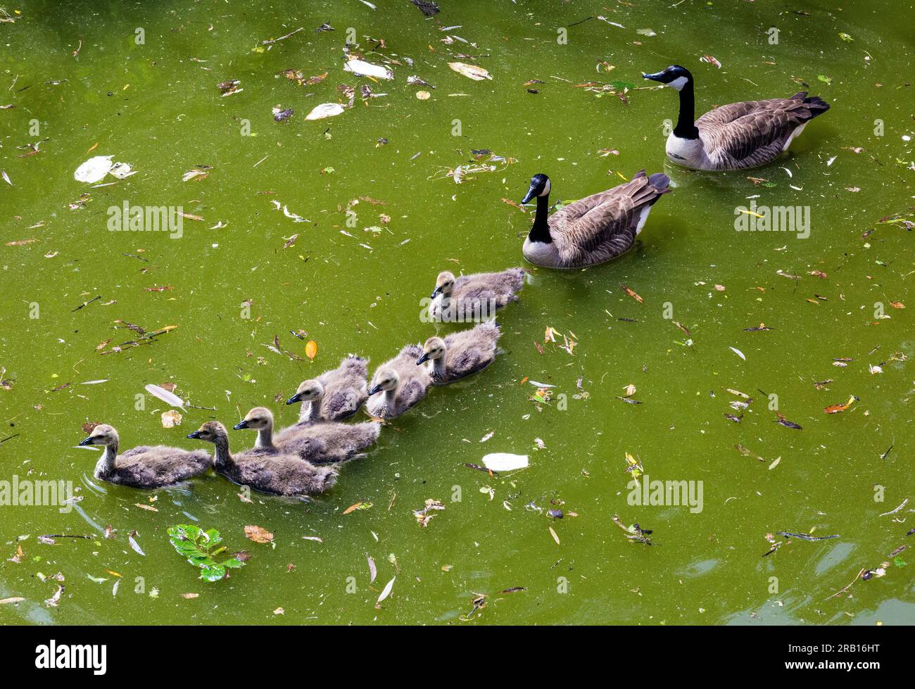 Nature, faune, faune, oie du Canada, Branta canadensis, famille d'oies sur l'eau, mâle, gander, femelle, sept poussins, Jeunes oiseaux, jeunes oies, tous nageant dans une rangée les uns derrière les autres, étang du château de Haus Huelshoff à Havixbeck, Muensterland, Rhénanie du Nord-Westphalie, NRW Banque D'Images