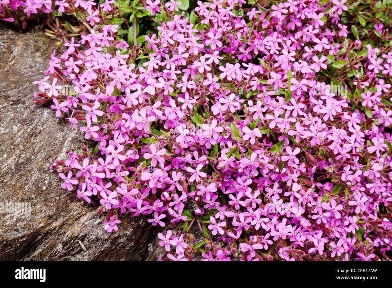 Savonnette de roche, Saponaria ocymoides, fleur alpine, Tyrol du Sud Banque D'Images