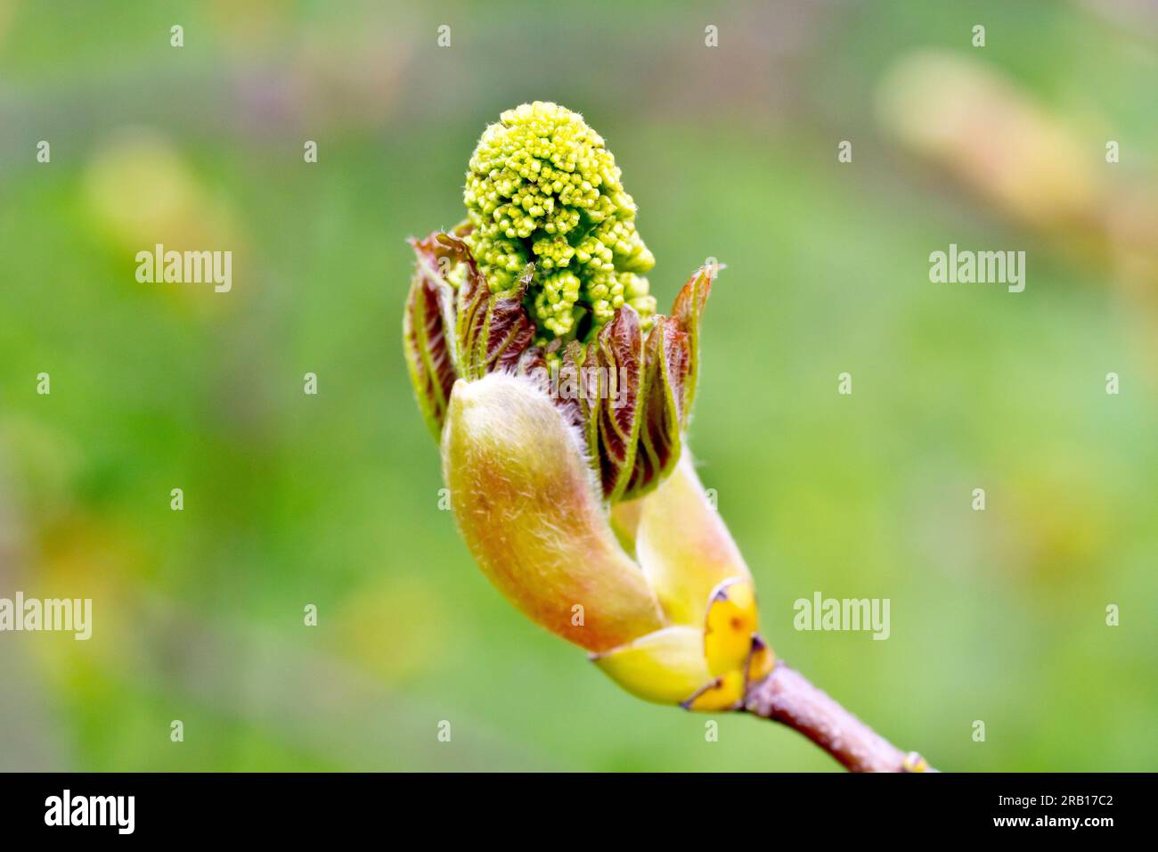 Sycamore (acer pseudoplatanus), gros plan d'un bourgeon de feuilles solitaire s'ouvrant au printemps, montrant les bourgeons de fleurs et de nouvelles feuilles à l'intérieur. Banque D'Images