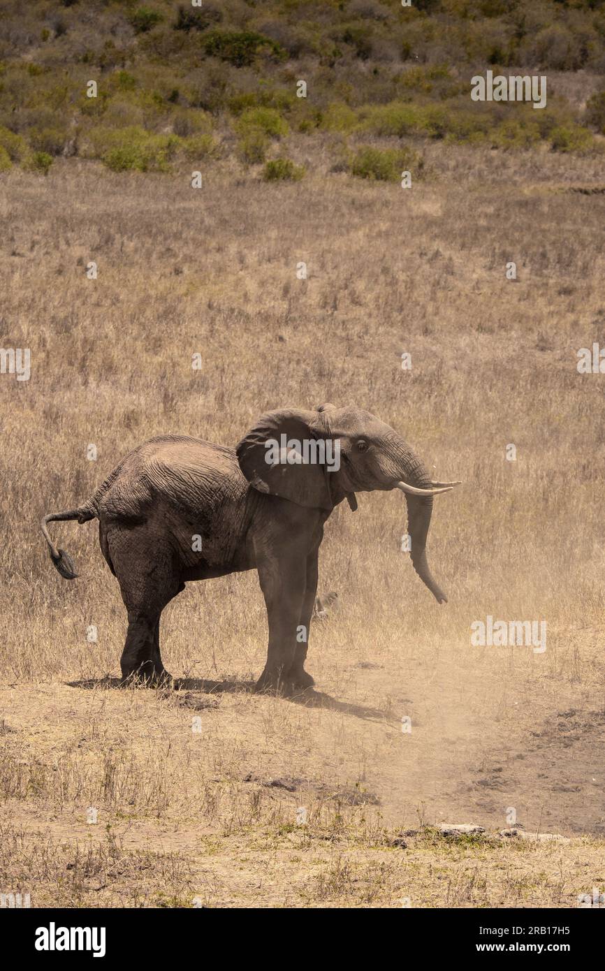 Troupeau d'éléphants pris en safari au Kenya, en Afrique, les célèbres éléphants rouges dans le parc national de Tsavo Banque D'Images