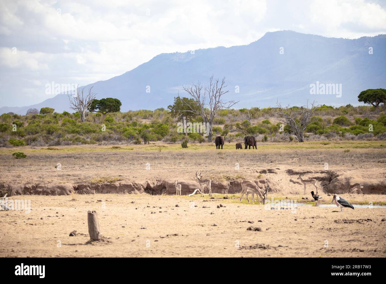 Troupeau d'éléphants dans un paysage de savane, safari au Kenya, Afrique Banque D'Images