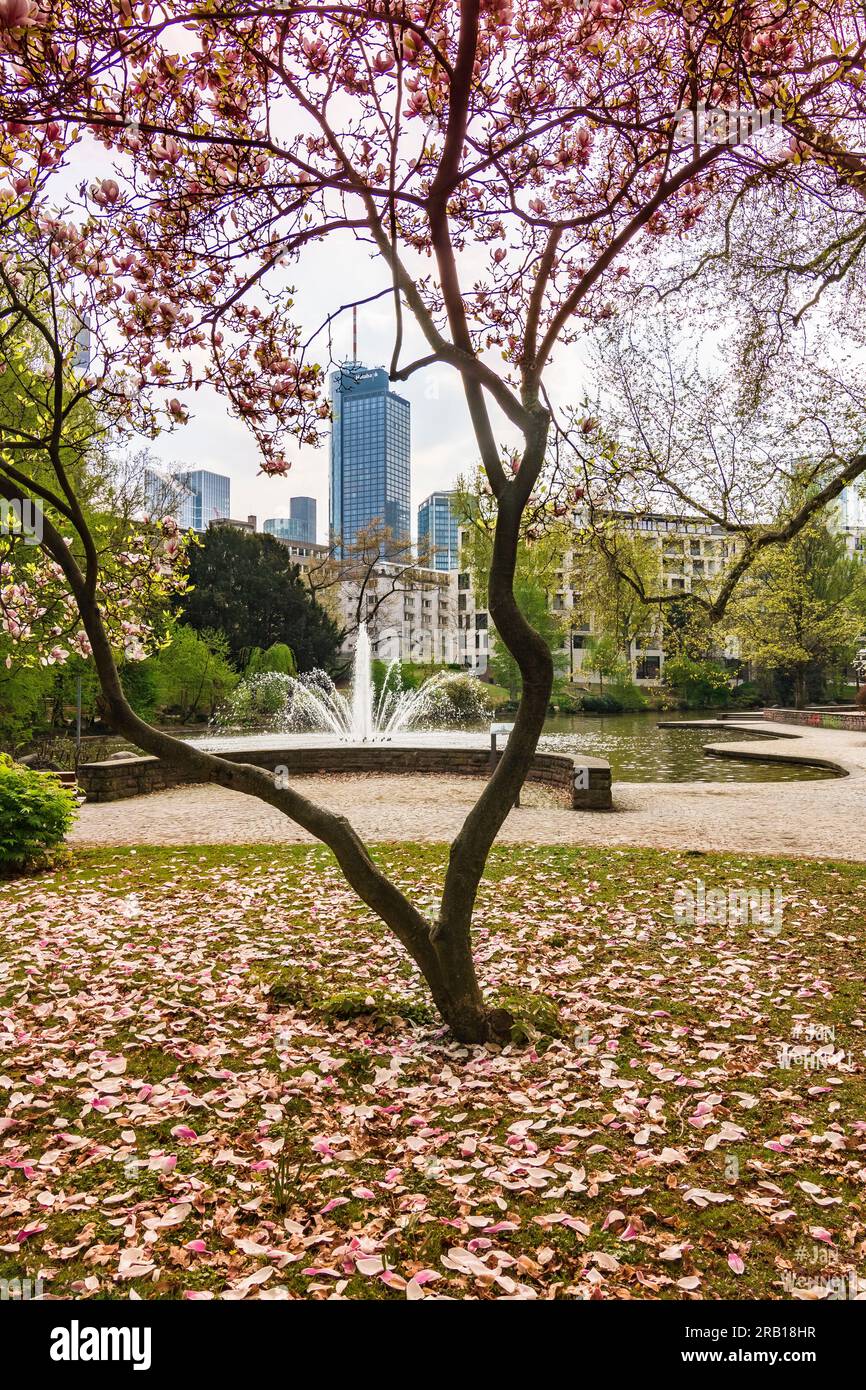 Fleurs de Kisch et fleurs d'amandier au printemps à Francfort-sur-le-main, belle vue avec des arbres en fleurs vers Skyline et gratte-ciel, Hesse, Allemagne Banque D'Images