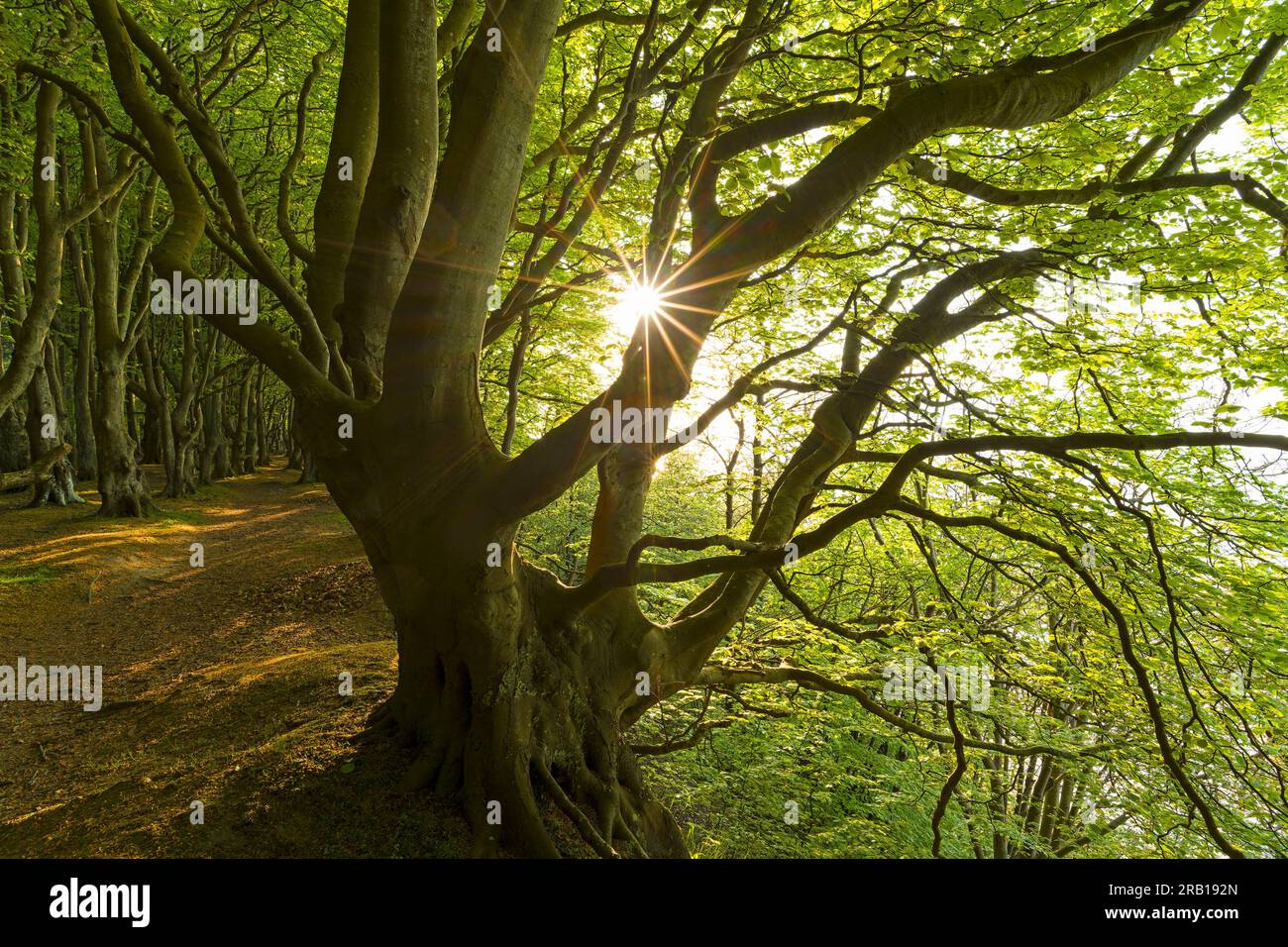 Hêtres façonnés par le vent dans la forêt de contes de fées, soleil du soir, forêt côtière sur la péninsule de Wittow au printemps, île de Rügen, Allemagne, Mecklenburg-Vorpommern Banque D'Images