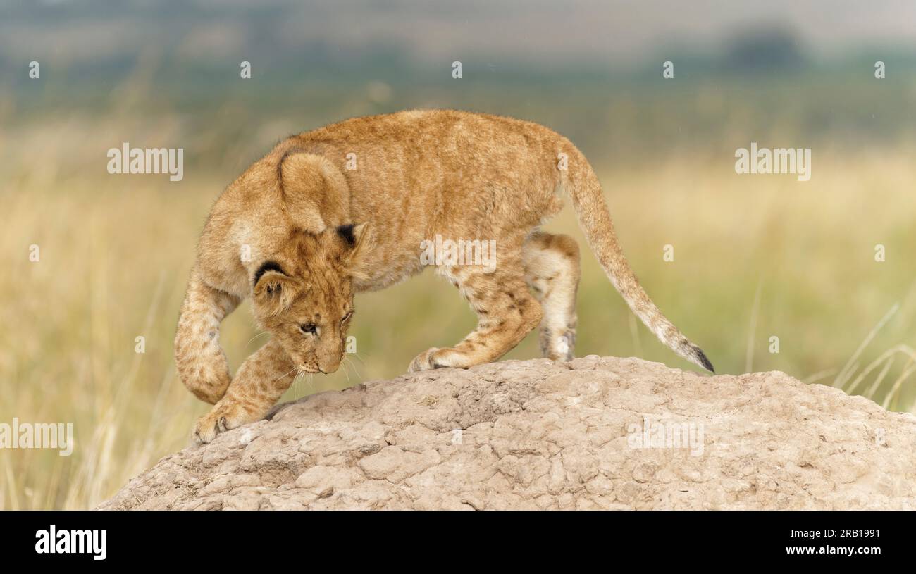 Lion juvénile (Panthera leo) sur un monticule de termites, Maasai Mara Wildlife Sanctuary, Kenya. Banque D'Images