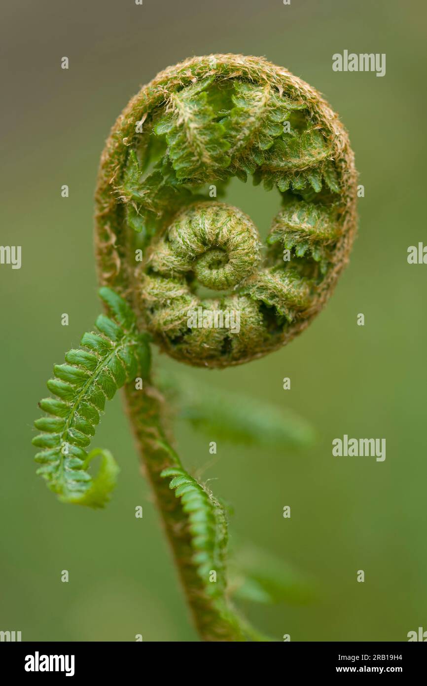 Déroulement de la pousse d’une jeune plante de fougère, fougère à ver véritable, printemps, parc naturel de Pfälzerwald, réserve de biosphère de Pfälzerwald-Nordvogesen, Allemagne, Rhénanie-Palatinat Banque D'Images