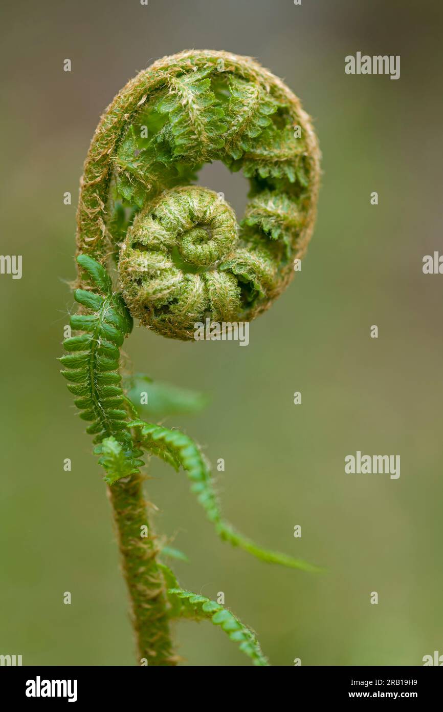 Déroulement de la pousse d'une jeune plante de fougère, fougère à ver véritable, printemps, Parc naturel de la forêt du Palatinat, Réserve de biosphère de la forêt du Palatinat-Vosges du Nord, Allemagne, Rhénanie-Palatinat Banque D'Images