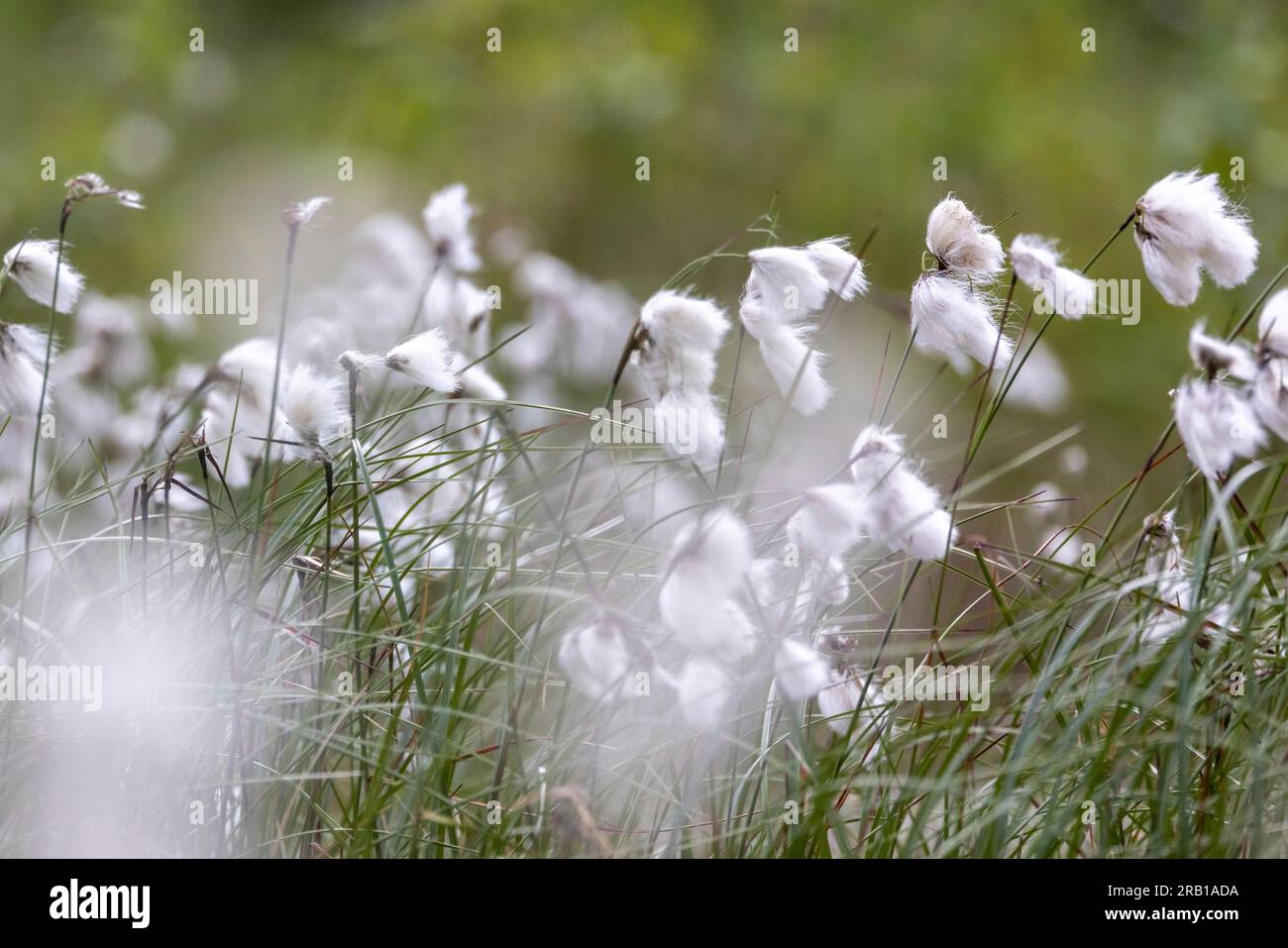 Gros plans d'herbe de coton dans la tourbière de la ferme Tister Banque D'Images