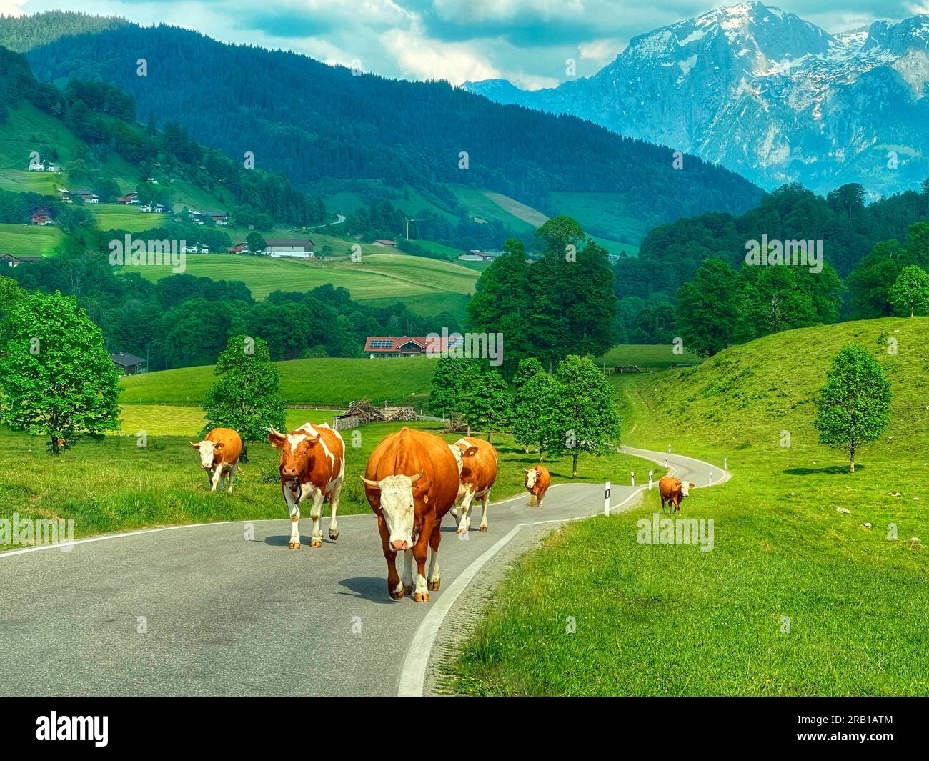 Vaches alpines en Bavière Banque D'Images