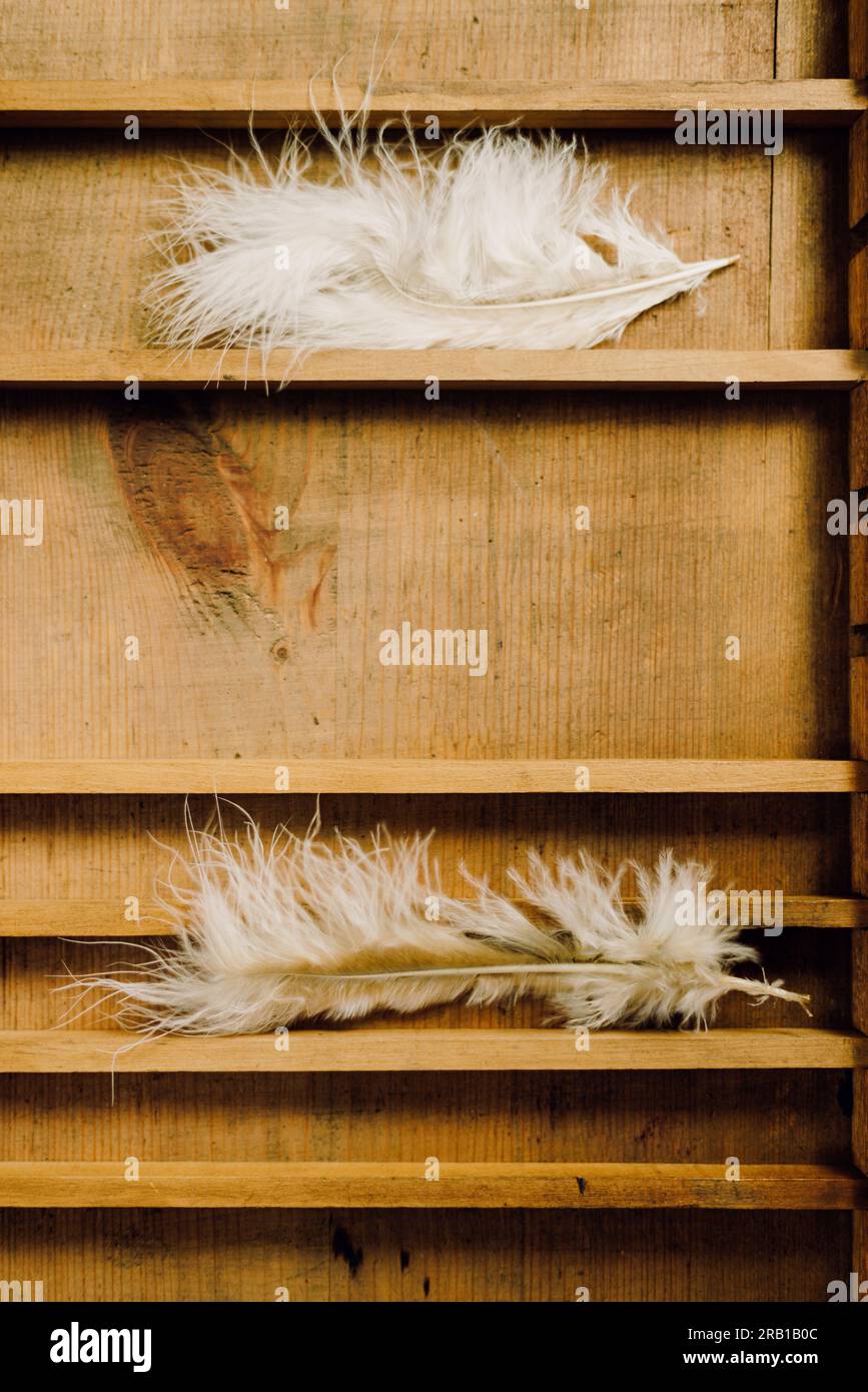 Plumes blanches dans un tiroir en bois vintage Banque D'Images
