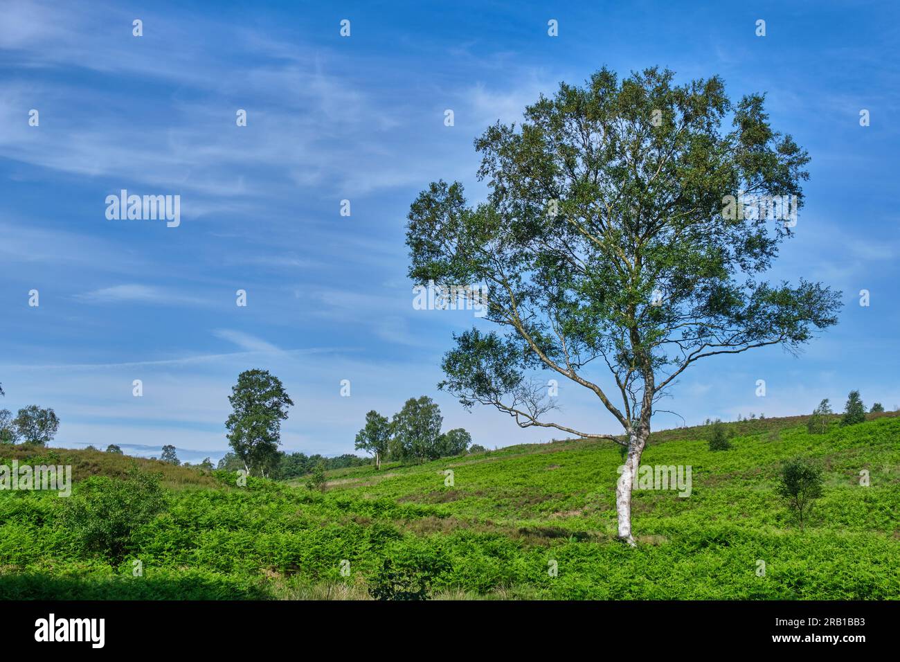 Heathland sur Cannock Chase, Staffordshire Banque D'Images