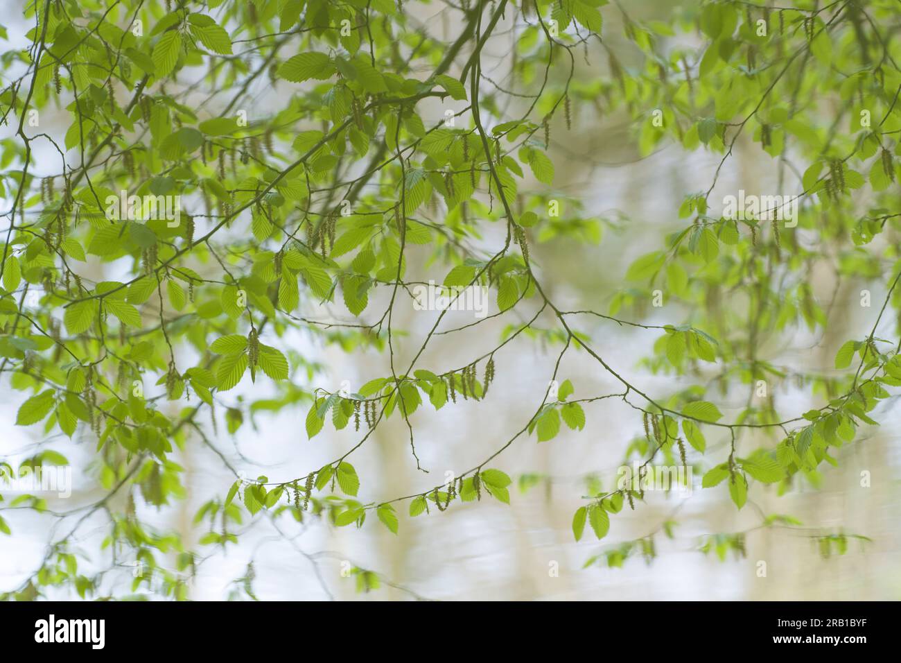 Branches avec des feuilles vert clair fraîches réfléchies sur la surface de l'eau d'un lac, Parc naturel de Pfälzerwald, Réserve de biosphère de Pfälzerwald-Nordvogesen, Allemagne, Rhénanie-Palatinat Banque D'Images