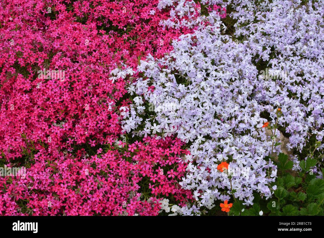 Au printemps, le phlox subulata fleurit dans un lit de fleurs Banque D'Images