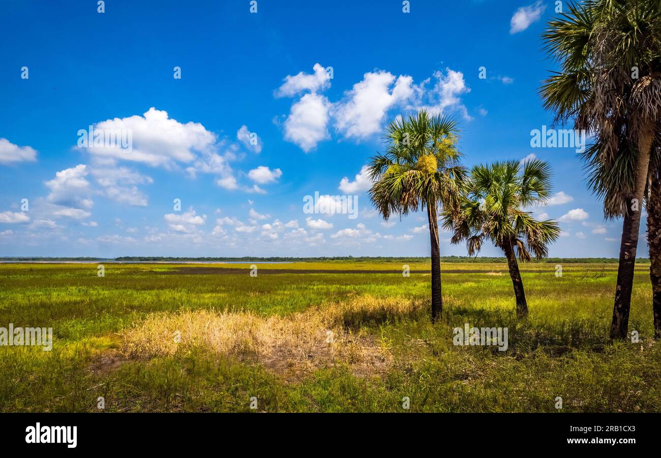 Palmiers dans la région de Big Flats de Myakka River State Park ion Sarasota Floride États-Unis Banque D'Images