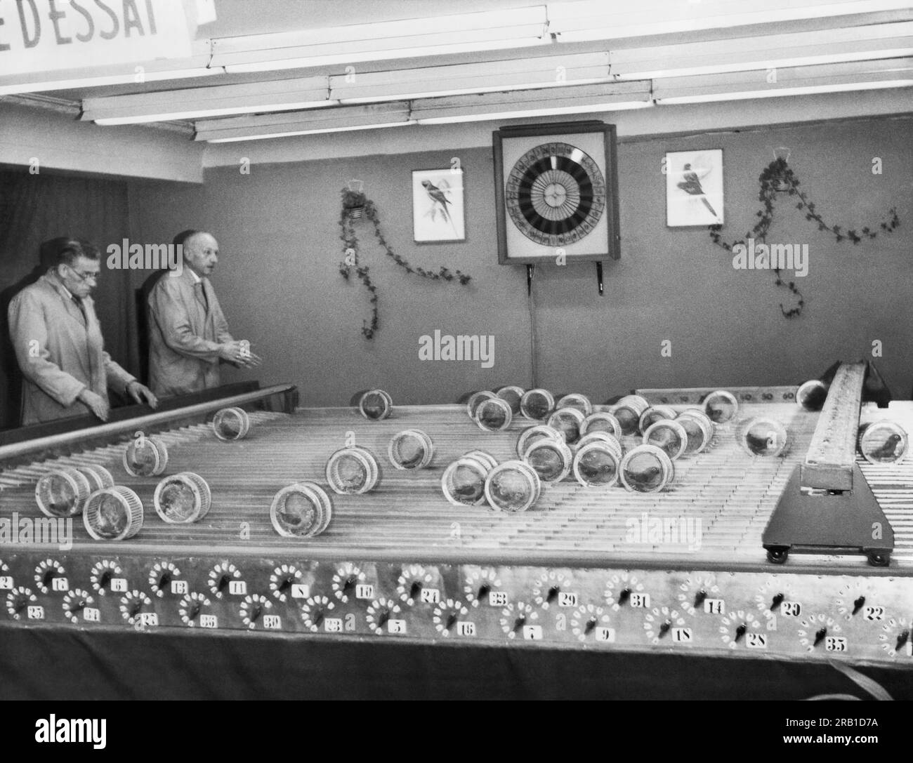 Anvers, Belgique : janvier 2, 1958 le dernier jeu européen est le jeu 'Bet on the Birds'. Les perroquets nains sont enfermés dans des cylindres en plastique qu'ils propulsent en marchant autour des barreaux sur la jante et un système électrique fait clignoter le numéro gagnant dans le champ de 37 oiseaux sur le tableau sur le mur en arrière-plan. Le vainqueur à l'extrême droite vient de passer sous la ligne d'arrivée. Banque D'Images
