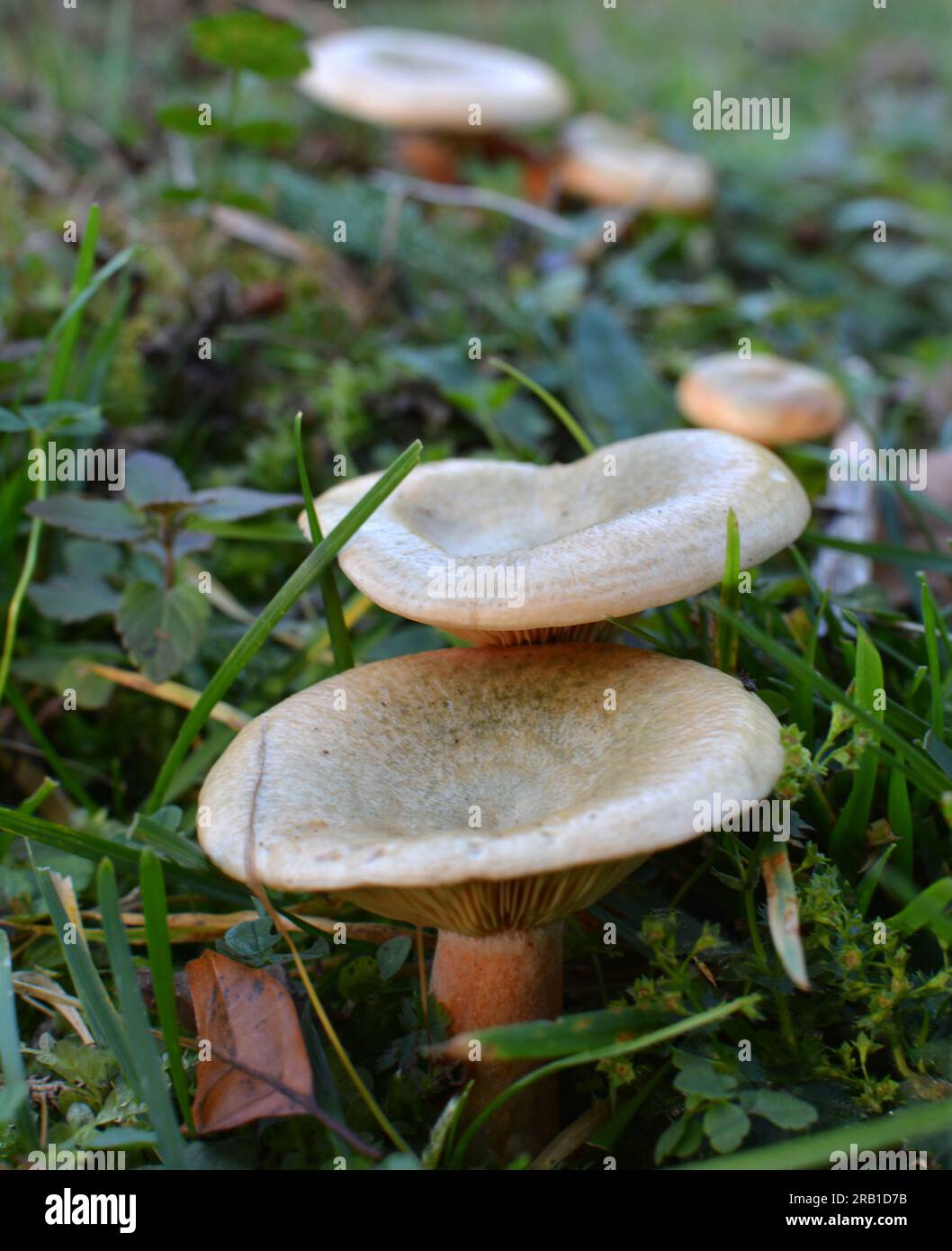 Dans la nature, les champignons comestibles Lactarius deliciosus poussent dans la forêt Banque D'Images