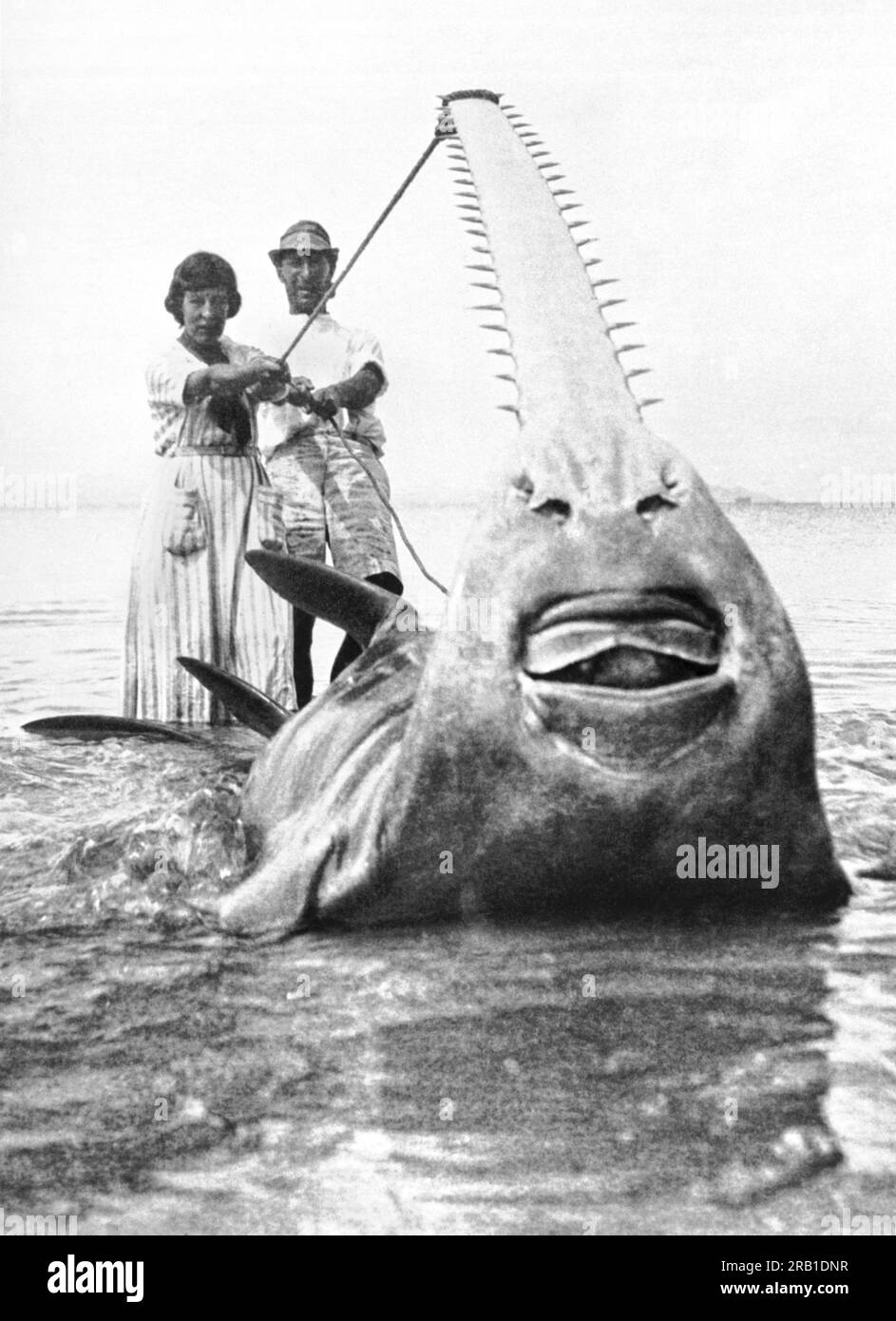 Panama : c. 1928 l'exploratrice britannique F. A. Mitchell-Hedges et Lady Richmond Brown, l'une des plus grandes exploratrices d'Angleterre et le poisson-scie qu'il a pêché au large des côtes du Panama. Le poisson mesurait 31 pieds de long et pesait 5 700 livres et remorquait son yacht de 20 tonnes pendant cinq heures avant d'abandonner. Banque D'Images