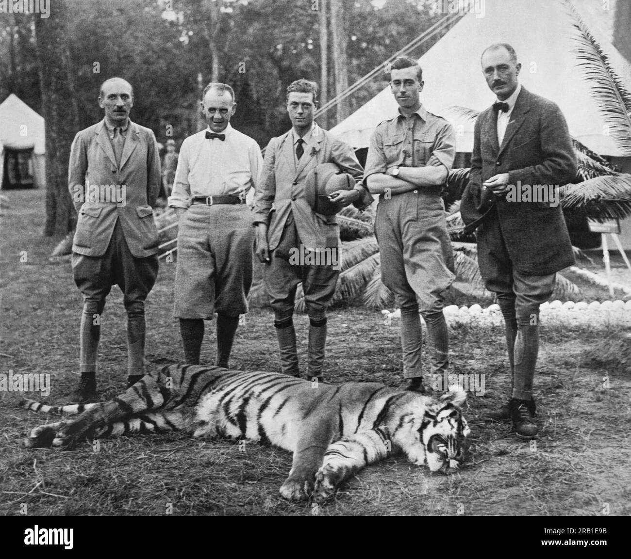 Népal : 29 janvier 1922 le prince de Galles et son tigre de prix qu'il a tiré lors de son expédition de chasse dans l'Himalaya. (G-D) : Lord Cromer, Sir Lionel Halsey, le Prince de Galles, Lord Louis Mountbatten, Colonel Morgan. Banque D'Images