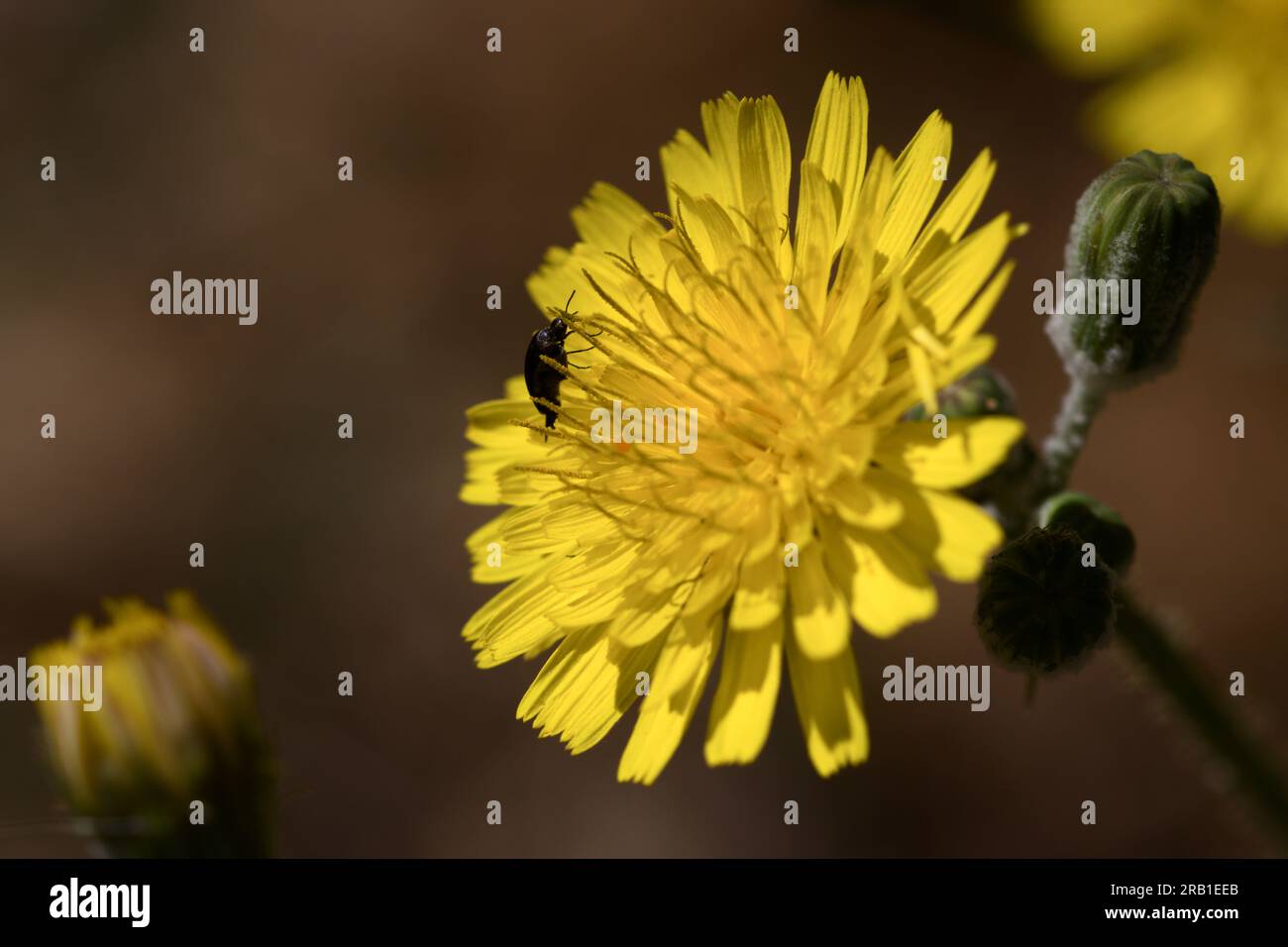 Gros plan de la fleur jaune de la mûre ( Sonchus oleraceus) , plante herbacée du genre Sonchus avec un insecte entre ses pétales Banque D'Images