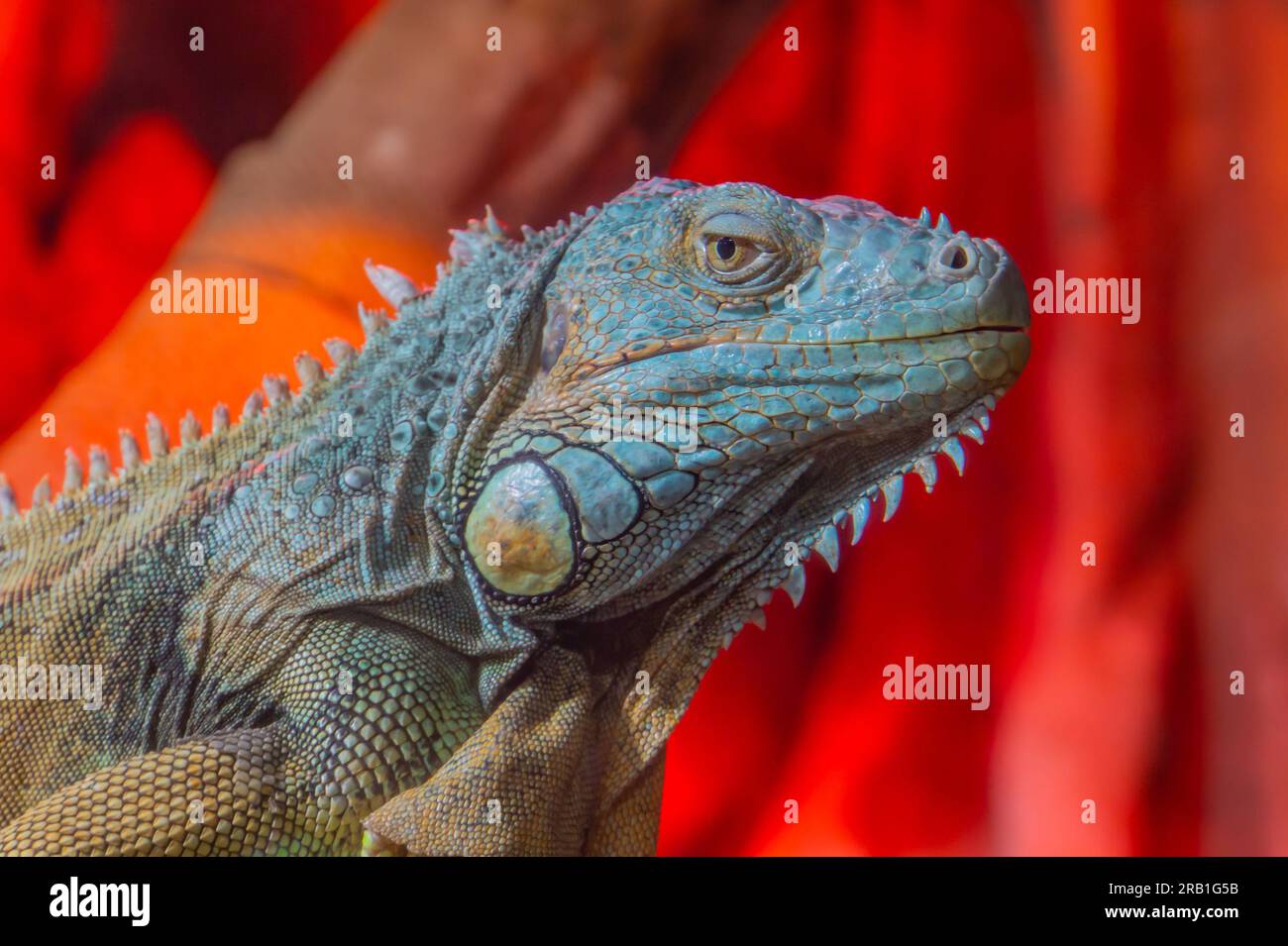 Gros plan de la tête d'iguane rouge avec belle peau tenant sur le bois. Tête d'iguane albinos jaune isolée sur fond noir Banque D'Images