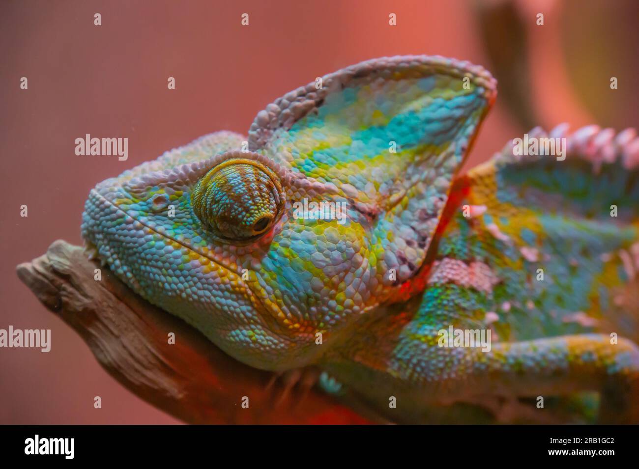 Caméléon en gros plan. Multicolore beau reptile Caméléon closeup avec une peau colorée et brillante. Le concept de déguisement et de peaux brillantes. Tropica exotique Banque D'Images