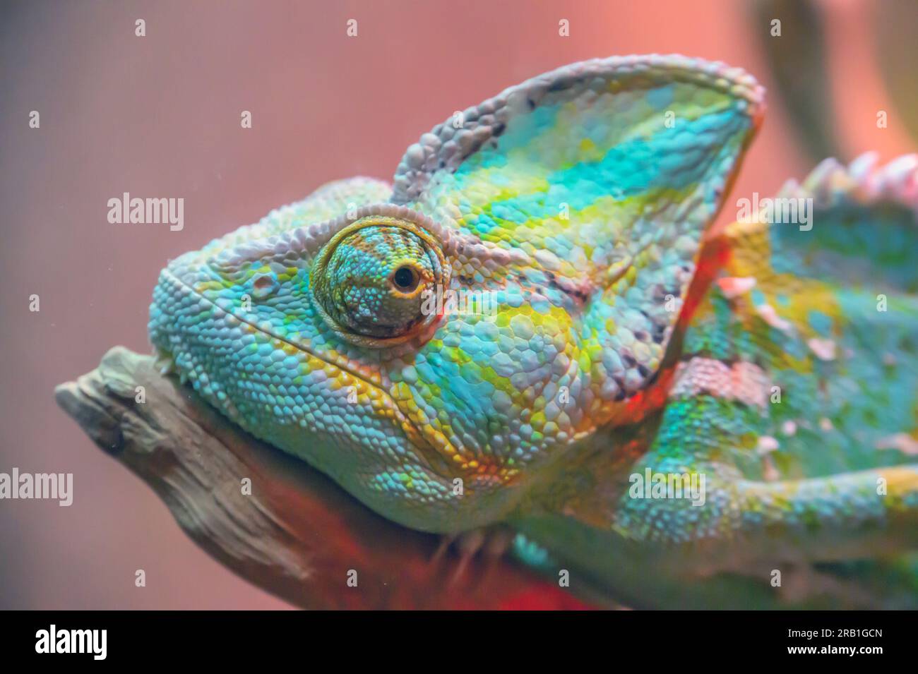 Caméléon en gros plan. Multicolore beau reptile Caméléon closeup avec une peau colorée et brillante. Le concept de déguisement et de peaux brillantes. Tropica exotique Banque D'Images