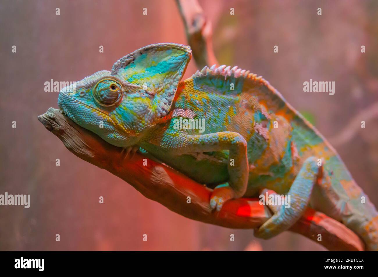 Caméléon en gros plan. Multicolore beau reptile Caméléon closeup avec une peau colorée et brillante. Le concept de déguisement et de peaux brillantes. Tropica exotique Banque D'Images