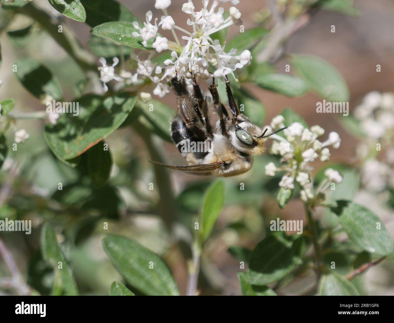 Une abeille sur une fleur Banque D'Images