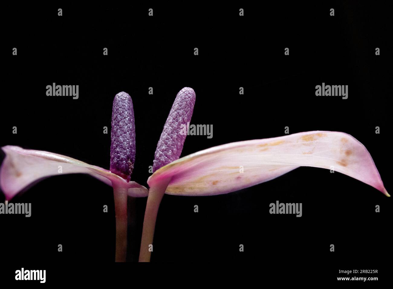 Fleur d'anthurium, reflet. sur fond noir Banque D'Images
