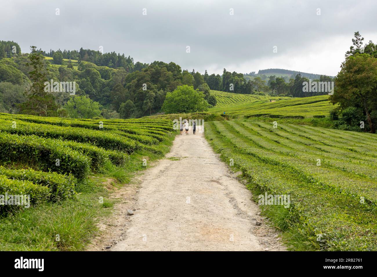 Plantation de thé à Gorreana, île de São Miguel aux Açores. Plantation de thé est l'une des attractions touristiques les plus populaires aux Açores. Banque D'Images