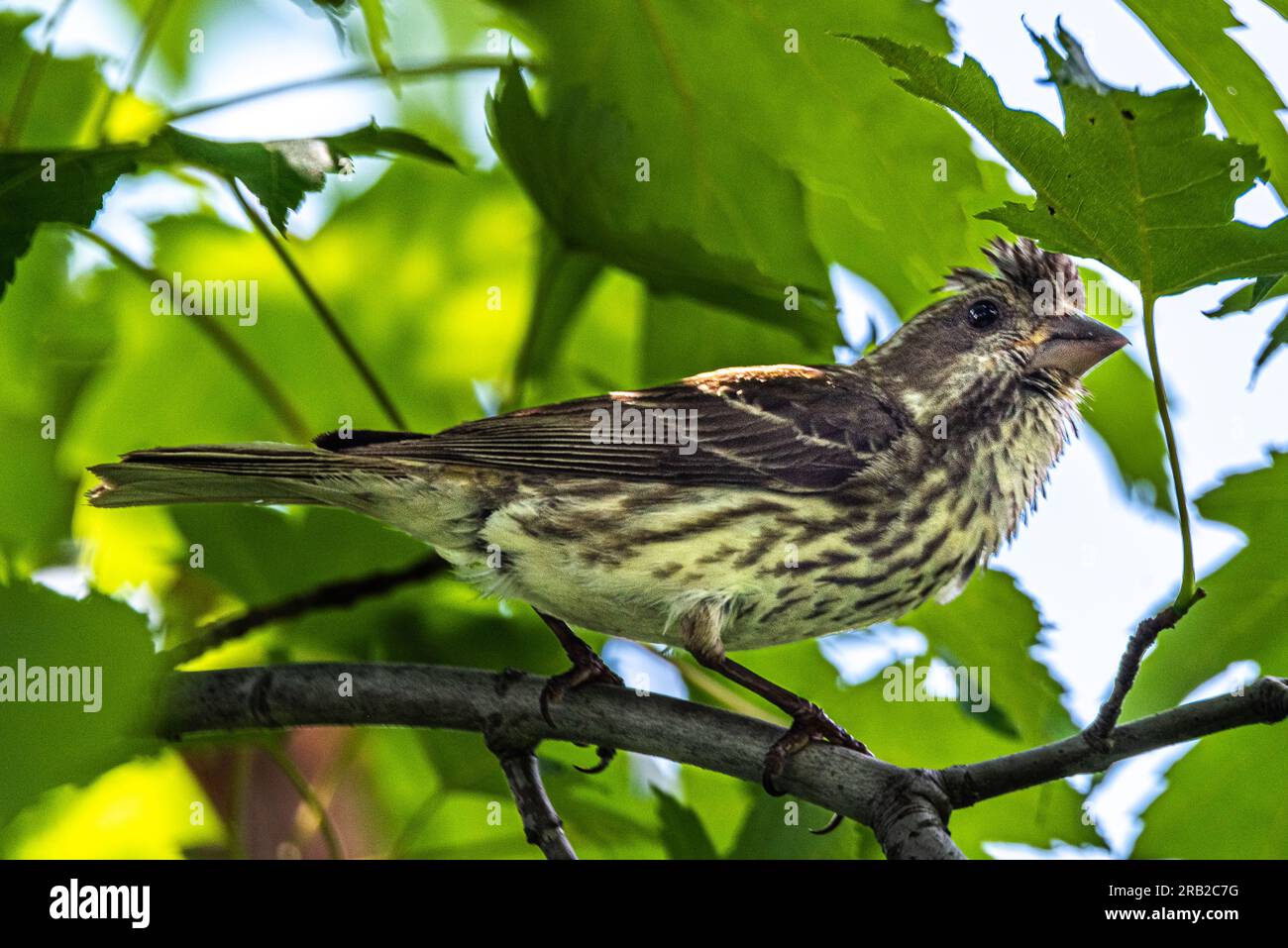 PIN Siskin. J'ai peut-être tort. Je l'ai rencontré parmi les feuilles d'un érable. Banque D'Images