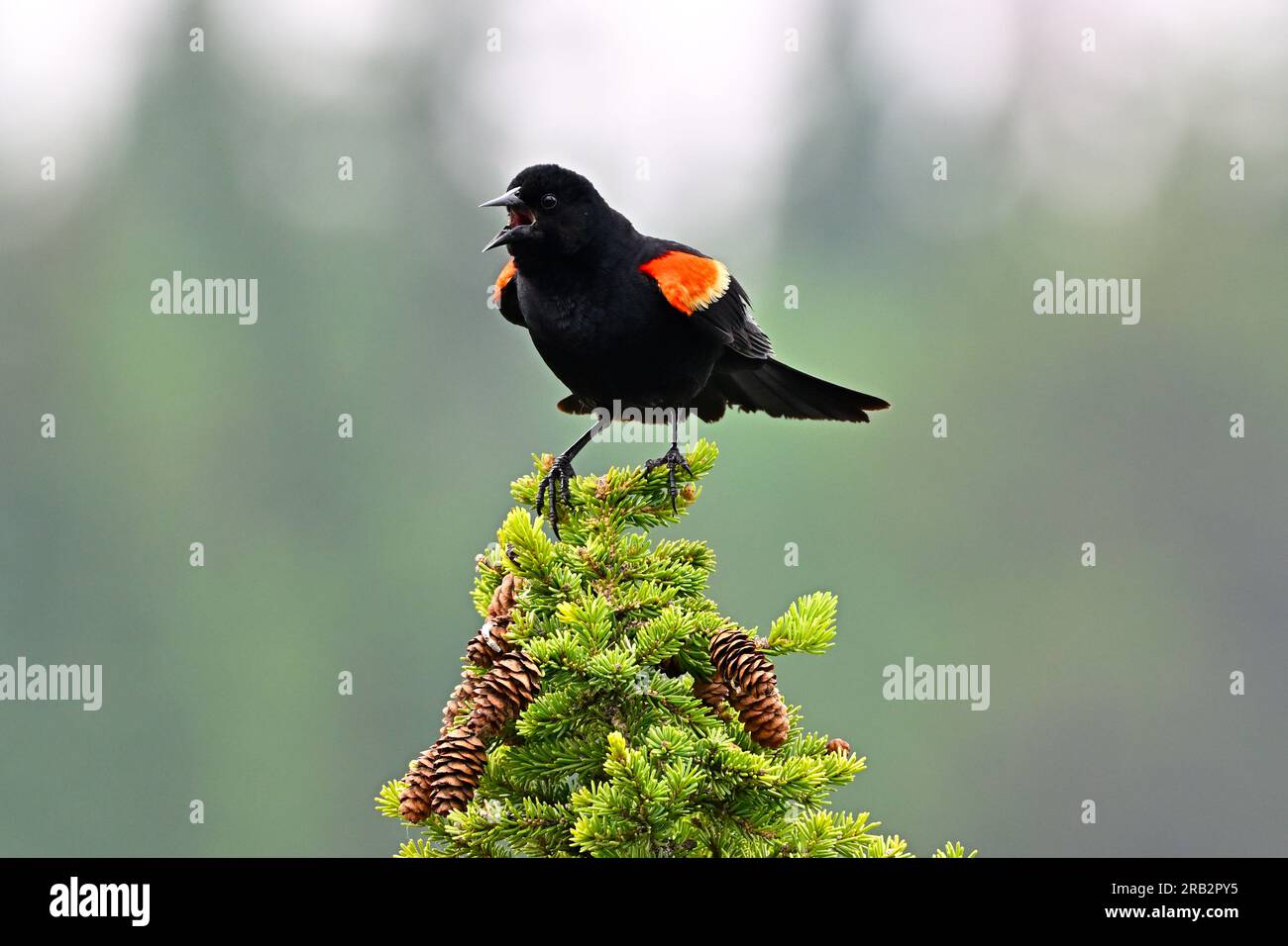 Un oiseau noir à ailes rouges mâle (Agelaius phoeniceus), perché au sommet d'un appel d'épinette Banque D'Images