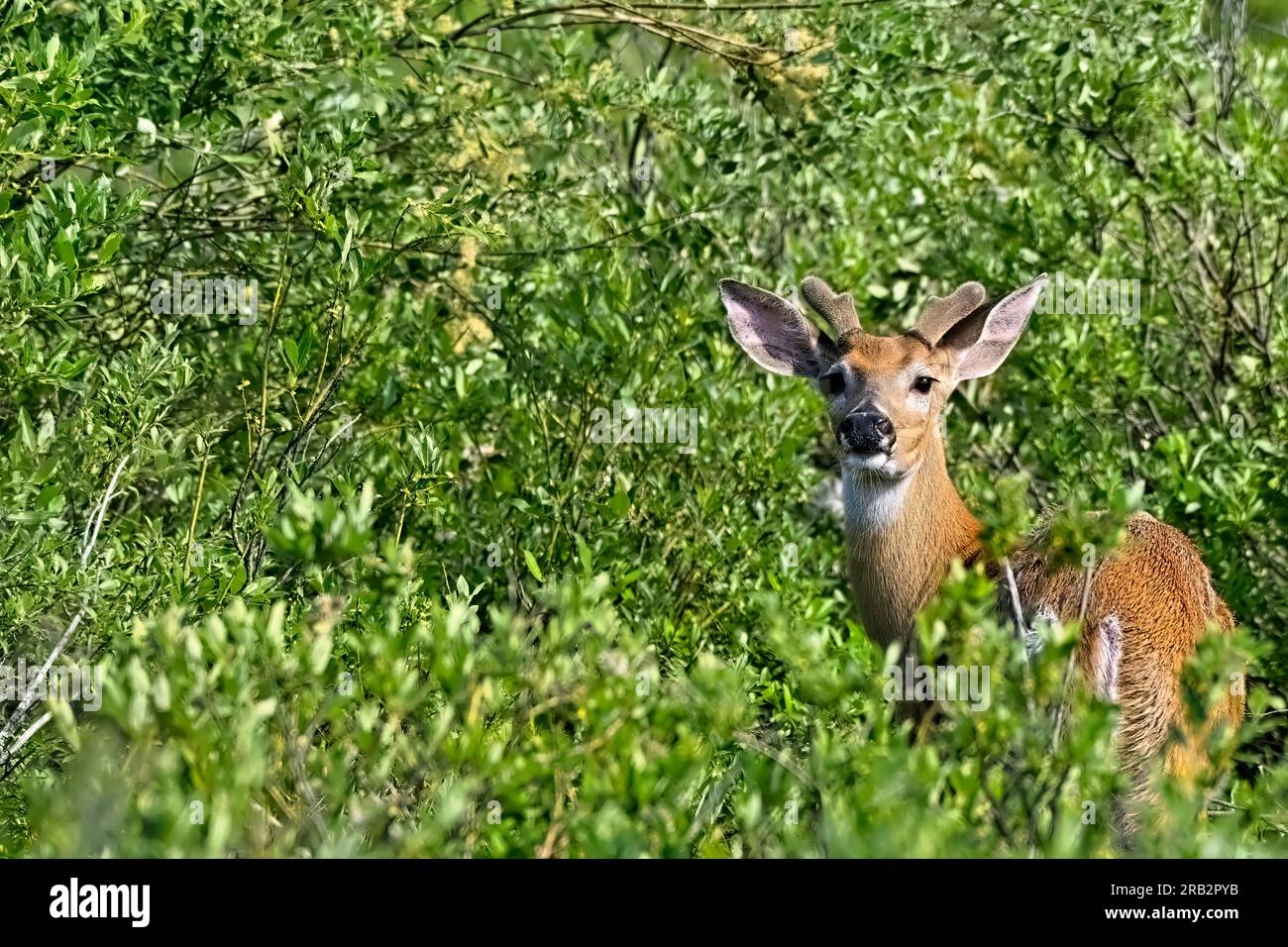 Un cerf mâle de Virginie'Odocoileus virginianus', regardant derrière un épais couvert dans son habitat boisé rural Banque D'Images