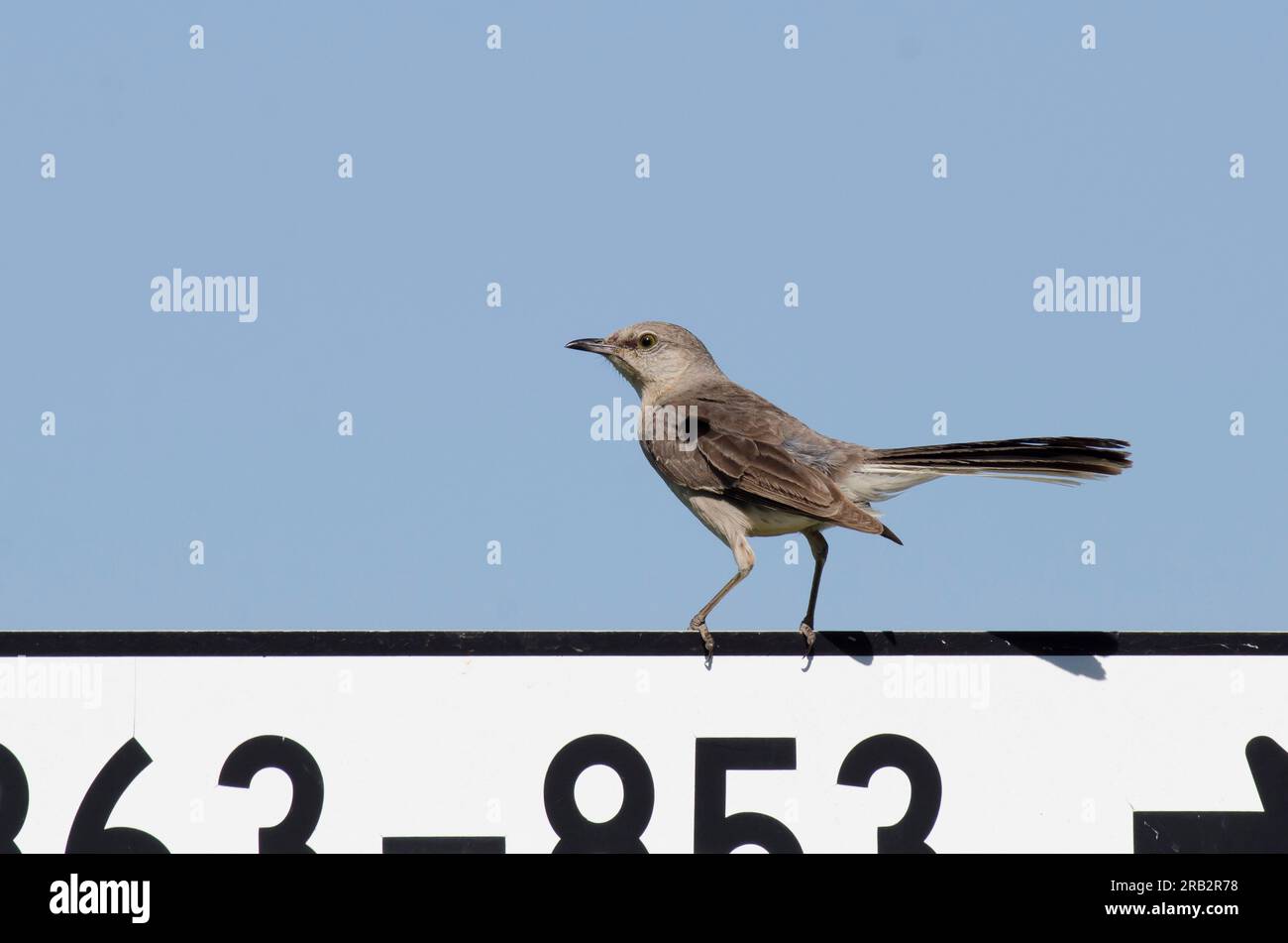 Oiseau moqueur du Nord, Mimus polyglottos, perché sur panneau Banque D'Images