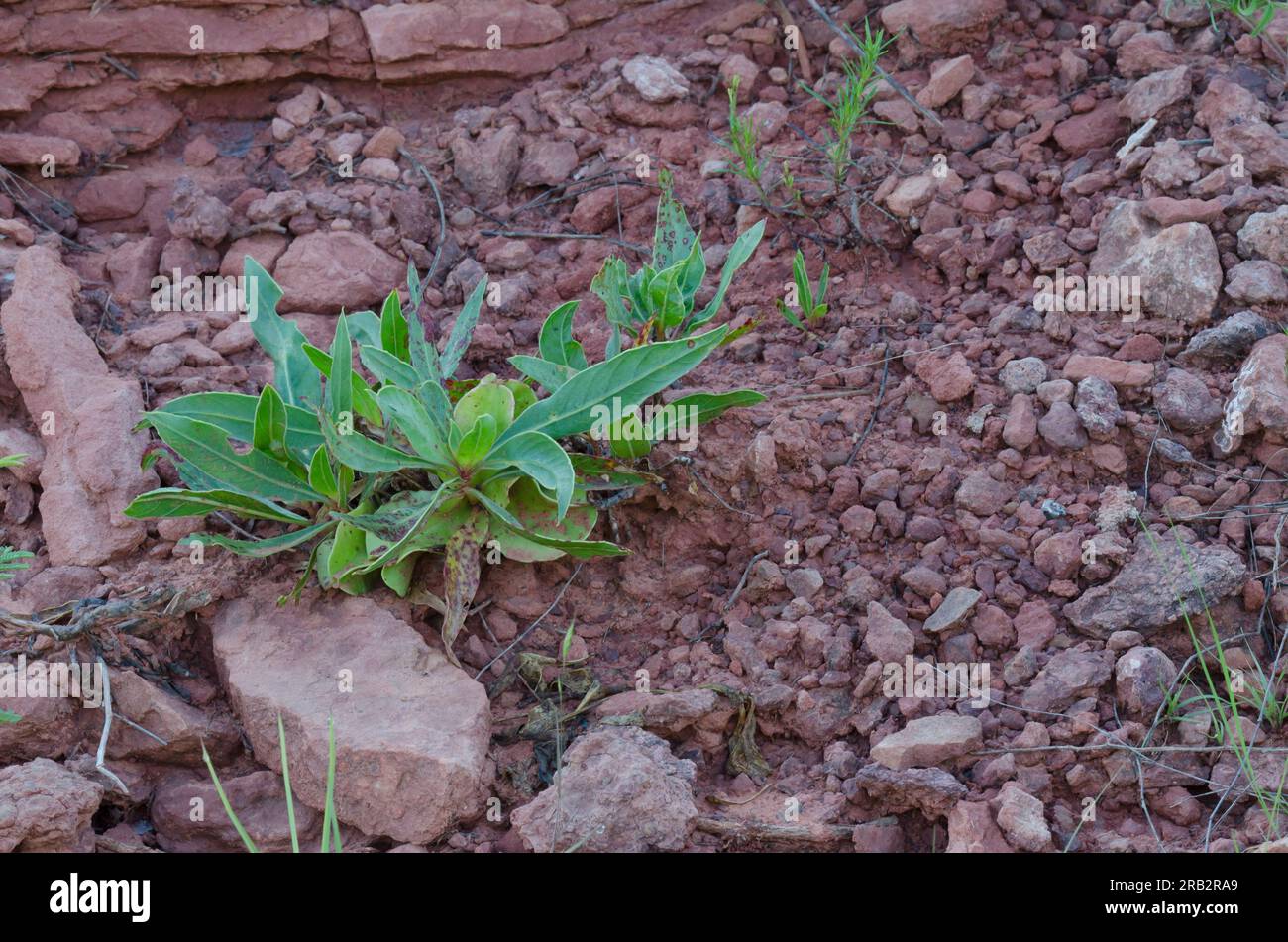 Primrose du soir du Missouri, Oenothera macrocarpa, fruit Banque D'Images