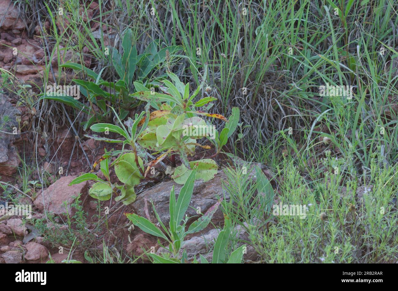 Primrose du soir du Missouri, Oenothera macrocarpa, fruit Banque D'Images