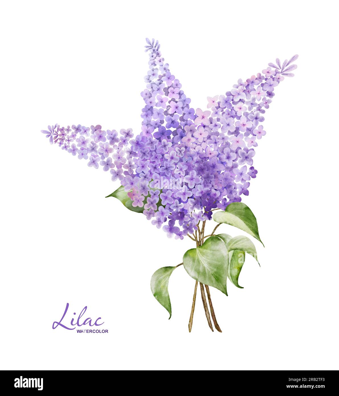 Elément aquarelle bouquet lilas, illustration botanique de brindilles de fleurs violettes sur fond blanc. Convient à votre conception de décoration. Banque D'Images