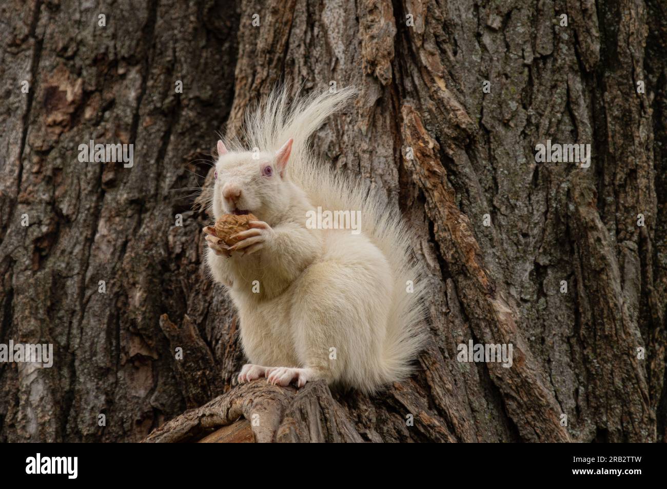Écureuil gris albinos (Sciurus carolinensis) sur le National Mall, Washington DC Banque D'Images
