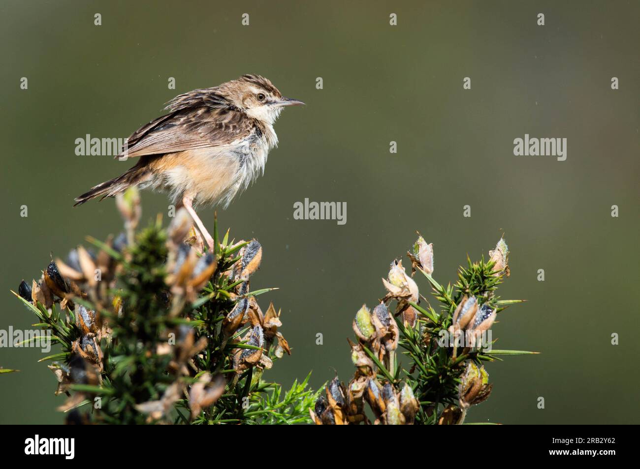 Zitting cisticola à Horton Plains, Sri Lanka Banque D'Images