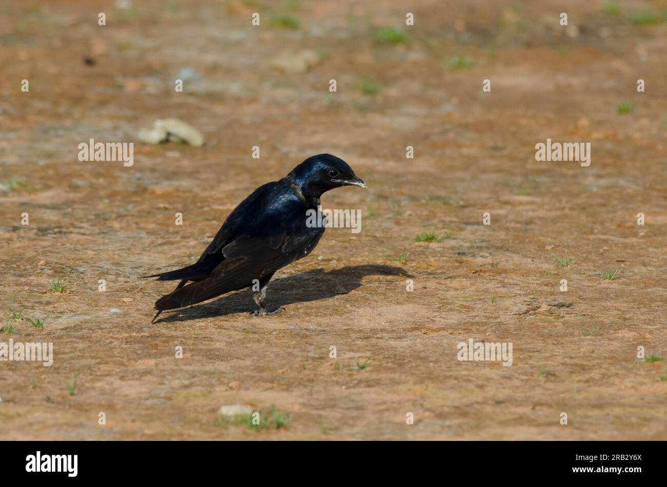 Purple Martin, Progne subi, homme Banque D'Images