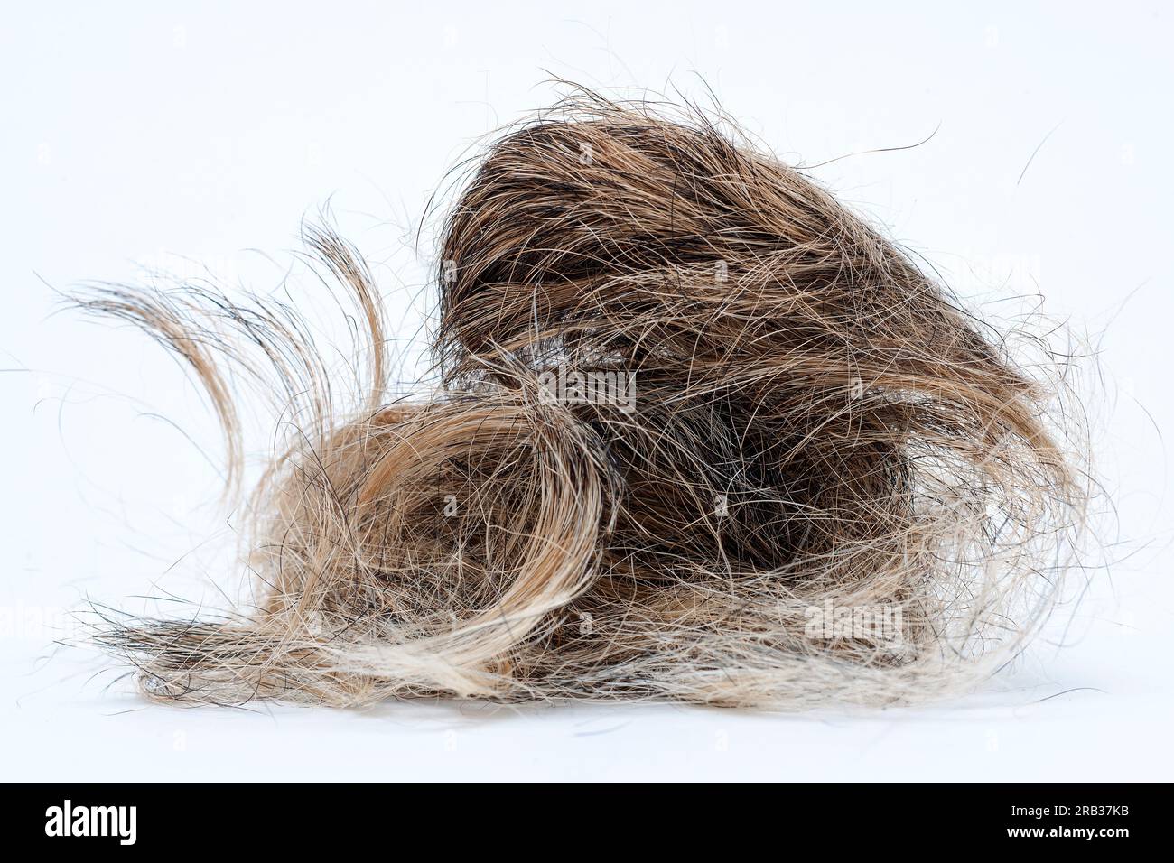 Pile de poils de chien arrachés d'un Border Terrier Banque D'Images